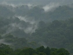 Time lapse of Rain in the rainforest Stock Footage