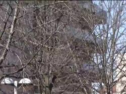 Officials say 11 injured in BB gun shooting at nursery school, site, police Instructional Video