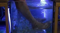 Fish Spa Stock Footage
