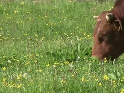 HD: Grazing cow Stock Footage