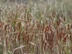 Rush by lake Stock Footage