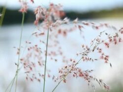 Wild grass Stock Footage