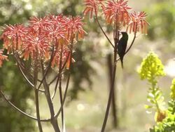 WS View of Male malachite sunbird extracting nectar from the orange flowers of an aloe plant / Namaqualand, Northern Cape, South Africa Stock Footage