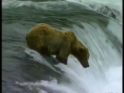 MS Brown Bears, Ursus arctos, standing at top of rapids, edited sequence, Arctic Circle Stock Footage