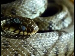 MS snake coiled up on straw, flicks tongue, sequence; SEQUENCE OF CLIPS, SPECIAL TERMS APPLY Stock Footage