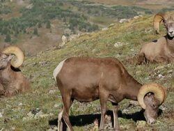 MS Shot of bighorn rams resting and feeding on tundra with mountain/ Grand Lake, Colorado, United States Stock Footage