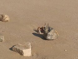 Beach Wildlife Stock Footage