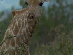 MCU Giraffe (Giraffa camelopardalis) eating from thorny tree, Botswana Stock Footage