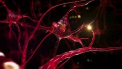 Human head and brain with neurons flashing. Synapsis. Loopable. Biology. Stock Footage
