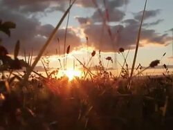 Field Sunset Macro Stock Footage