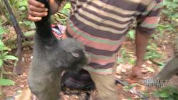 Nathan Wolfe: The jungle search for viruses Instructional Video