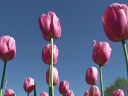 Pink Tulip and stem Stock Footage