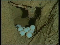 Olive Ridley Sea Turtle (Lepidochelys olivacea) eggs being laid into hole, India Stock Footage