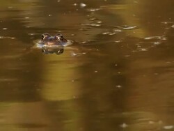 MS View of Levant green frog (pelophylax bedriagae) in water / golan heights, Israel Stock Footage