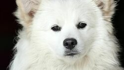 White Dog Stock Footage