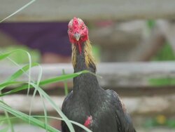 Rooster close-up Stock Footage