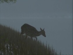 MS Pan right, Chital Deer (Axis axis) enters and swims across mangrove swamp, India Stock Footage