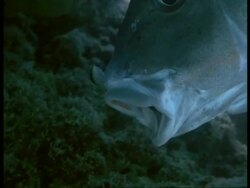 Sweetlips Fish (Plectorhynchus pictus) & Cleaner Fish cleaning inside open mouth, Great Barrier Reef Stock Footage