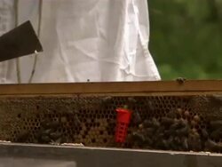 Close up of bee farmer putting two new queen bees into an artificial hive. Stock Footage