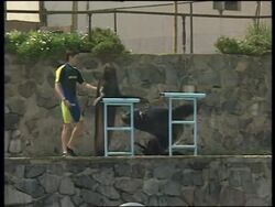 PERU: 2 DOLPHINS AND 2 SEA LIONS ARE STRANDED IN THE ANDES News Clip