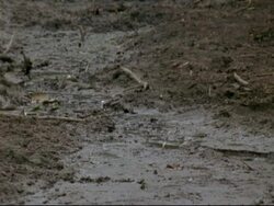 River Bed sequence - MCU very thin stream of water running along ground, Mana Pools, Zimbabwe Stock Footage
