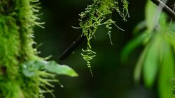 Rainforest Stock Footage