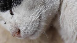 Cat sleep close Stock Footage