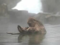 MS Snow Monkeys (Japanese Macaque) in Hot Spring / Jigokudani, Nagano, Japan Stock Footage