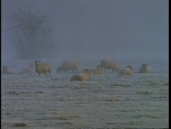 WA Sheep in frost covered field, England, UK Stock Footage