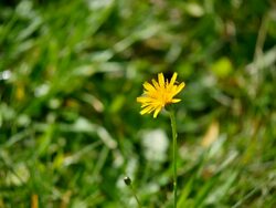 Yellow Lone Flower HD Stock Footage