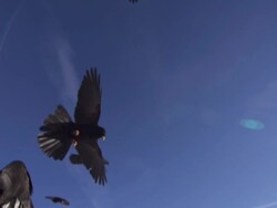 Alpine Chough Stock Footage