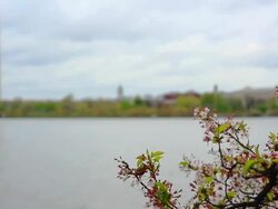 Tidal Basin and Washington Monument Stock Footage