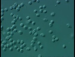 Microscopic view of freshwater flagellates Stock Footage