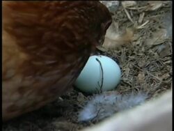 Features and Technology - Polar bear cub in Germany / Chicken lays green eggs in Mexico / $2500 car launched in India / Lunar eclipse in Argentina News Clip