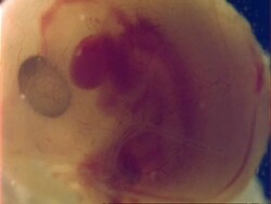CU 4-5 day old Grass Snake embryo, heart beats Stock Footage