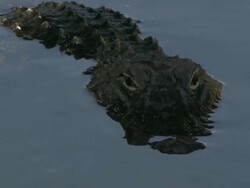 MS Stationary alligator in water / Everglades, Florida, USA Stock Footage