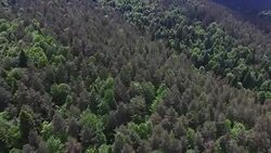 4K Aerial Shot Forest Stock Footage