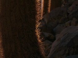 CU PAN Shot of Cardon Grande Cactus, Echinopsis species in Atacama desert / San Pedro de Atacama, Norte Grande, Chile Stock Footage