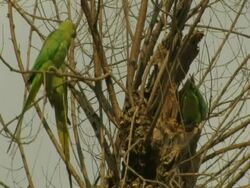 Rose-ringed Parakeets (Psittacula krameri) in territorial dispute, Israel Stock Footage