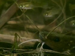 CU View of Catfish with small fish / Guanacaste, Costa Rica Stock Footage