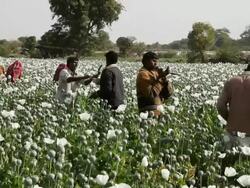 MS Men extracting the sap of the poppy / Rajasthan, India Stock Footage
