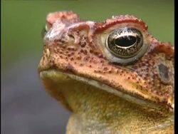 CU cane toad head - left side Stock Footage