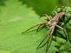 Spider Stock Footage