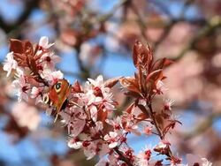 Red Admiral butterfly on Cherry tree HD Stock Footage