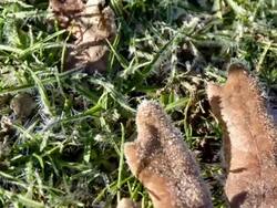 hoja en el tiempo Stock Footage