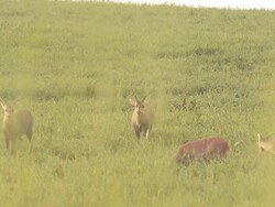 two leader of deer Stock Footage
