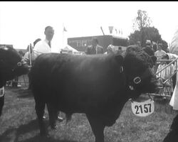 ROYAL SHOW News Clip
