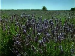 CU lavender field, insects on lavender, July Stock Footage