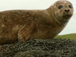 MS Grey seal (Halichoerus grypus), lying on top of seaweed covered rock, looks to camera, Norfolk, UK Stock Footage