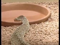 South Africa - New reptile park opens Instructional Video